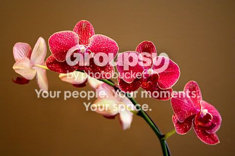 IMG_0654.jpg