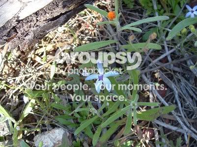 BlueChinaOrchid.jpg