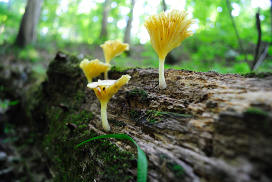 cool_mushrooms_by_webjunkie1961-d3ksca5.jpg