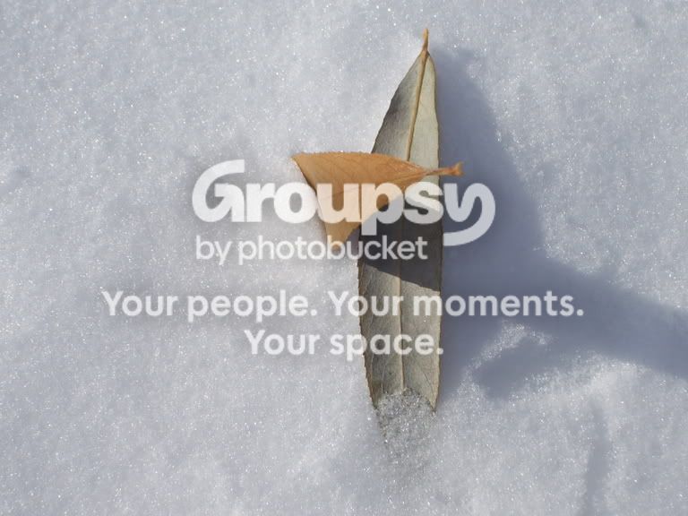 wintercomposure1.jpg
