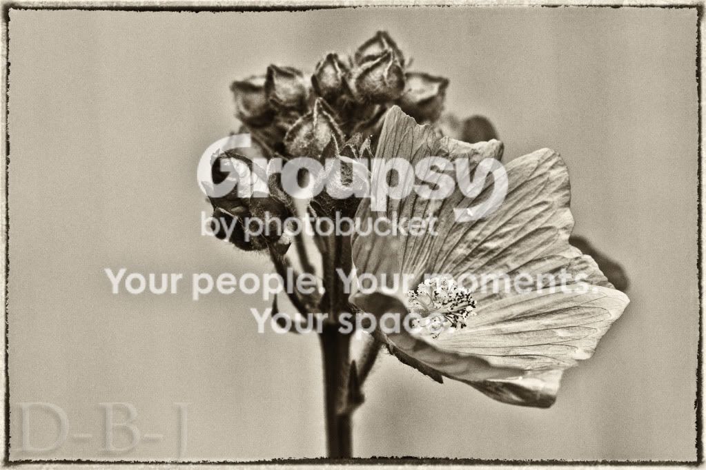 AFlower.jpg