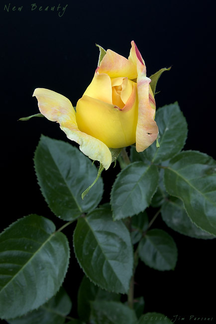 new_beauty.jpg