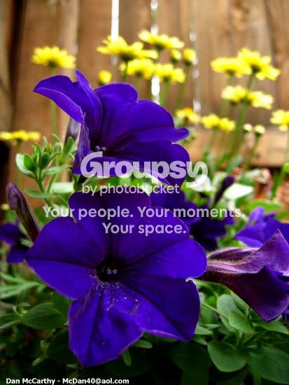 purpleandyellowflowers.jpg