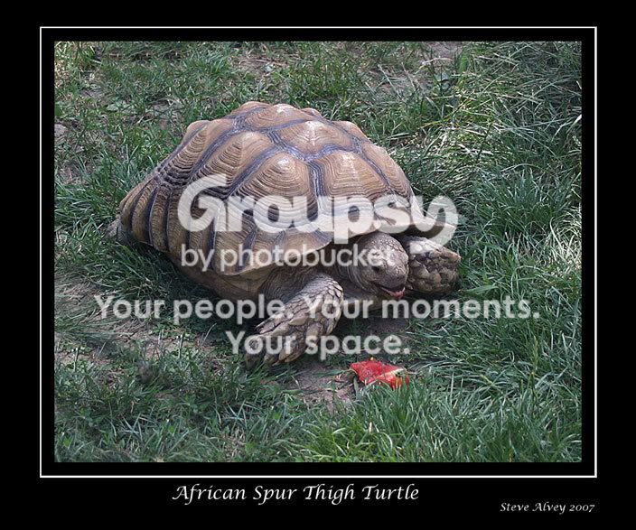 Turtle-African-feed-4221.jpg