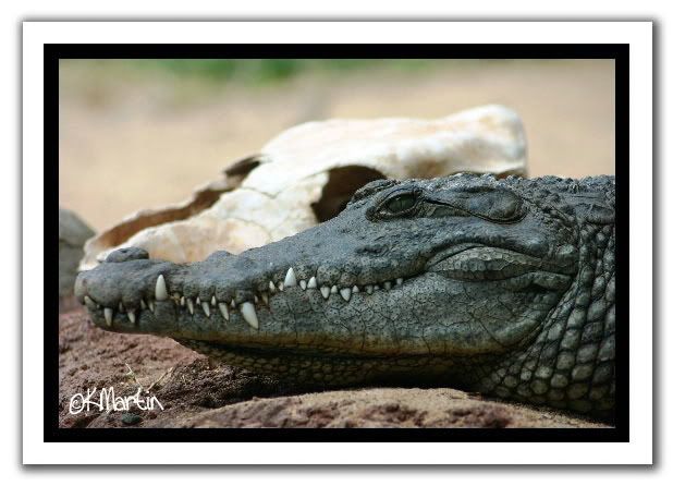 alligator.jpg