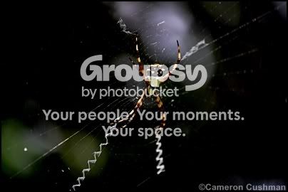 myspace107.jpg
