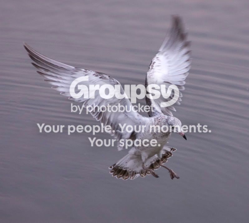 Birdlanding.jpg
