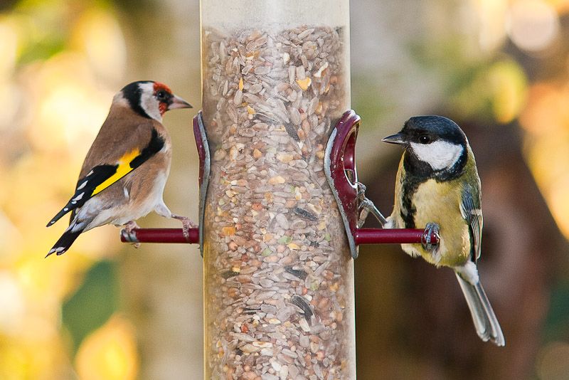 Feeder-0163.jpg