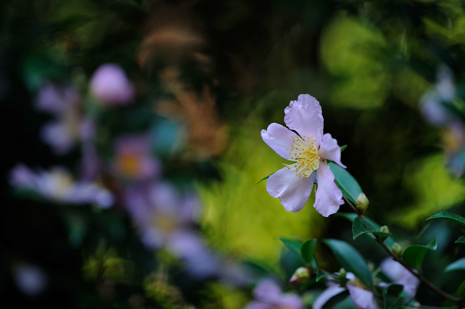 DSC_00012-X3.jpg