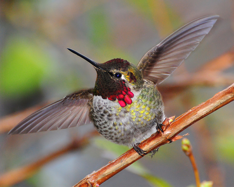 Jan9hummer4-800.jpg