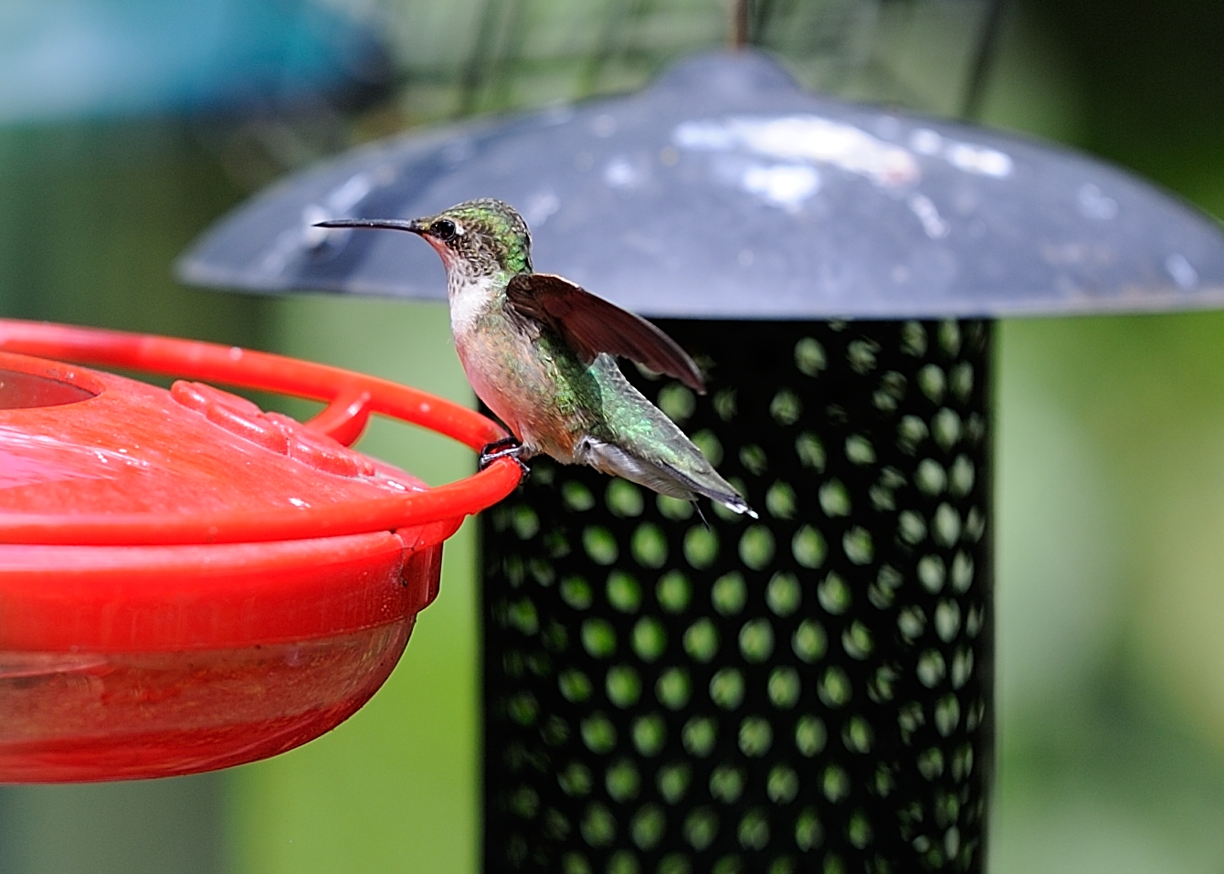 DSC_00184-X3.jpg