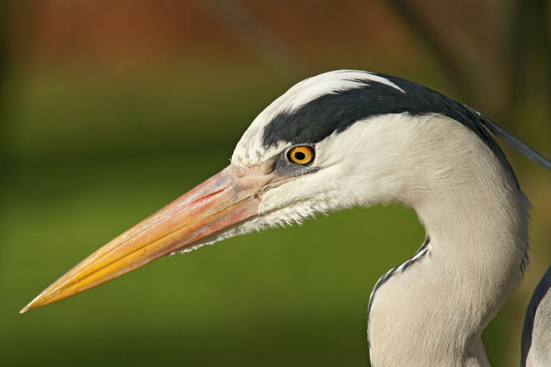 heron_07.jpg