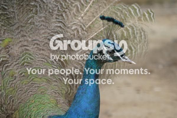 peacock.jpg