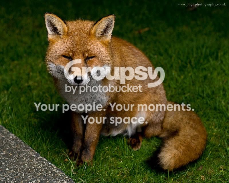 fox3.jpg