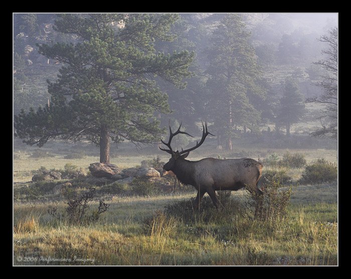 bull%20elk.jpg