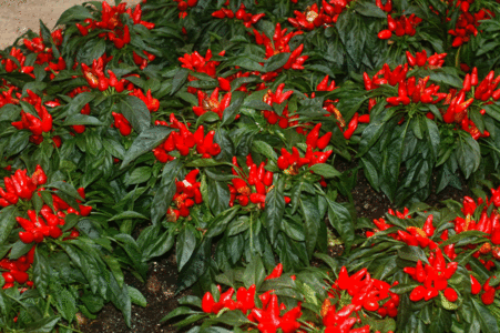 PICT05.gif