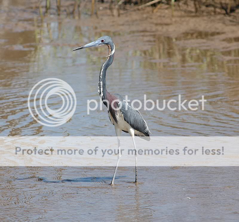 TricoloredHeron.jpg