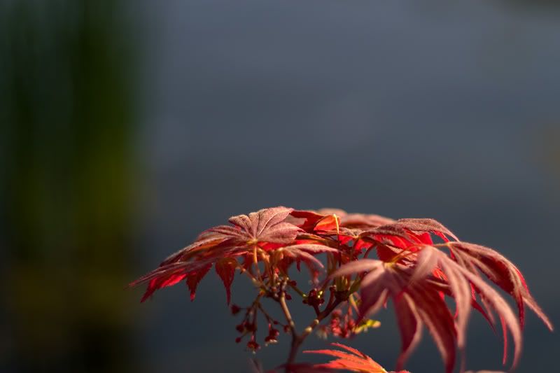 Branching-Out.jpg