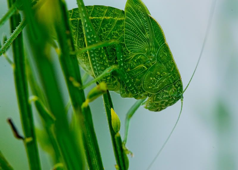 leafylookingbug.jpg