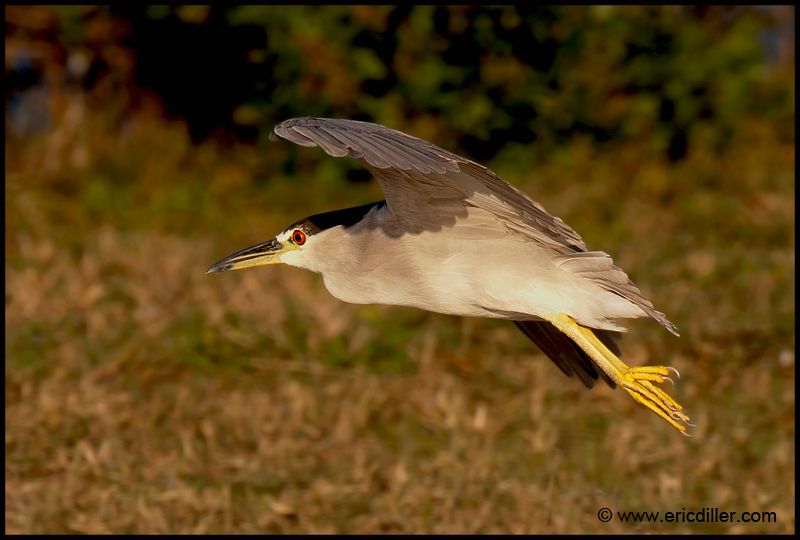 PIC_9003copy.jpg