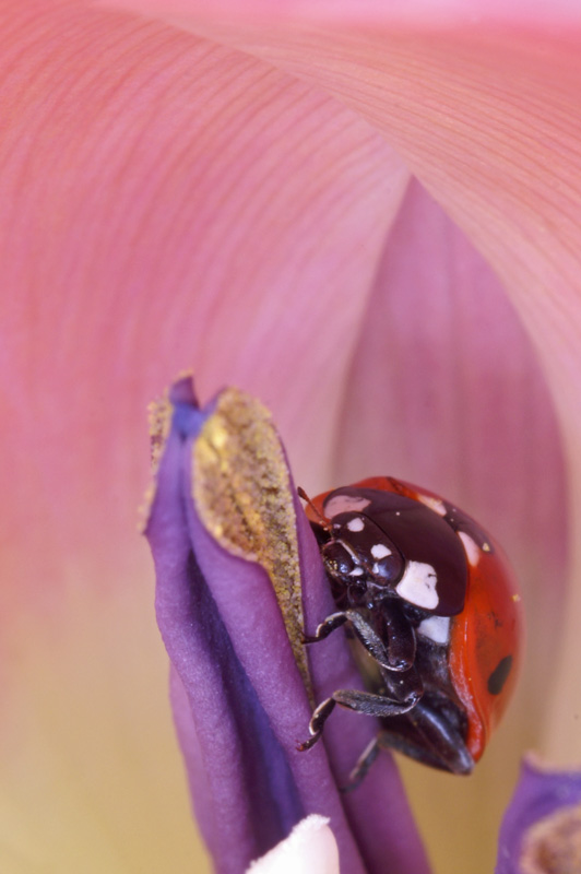 ladybird_07.jpg