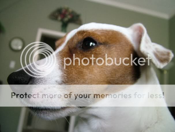Peanut1.jpg