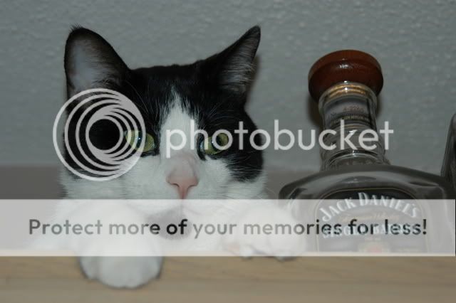 CozmoKitty101.jpg