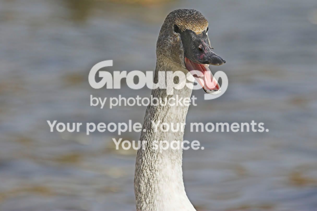TrumpeterSwan4a.jpg