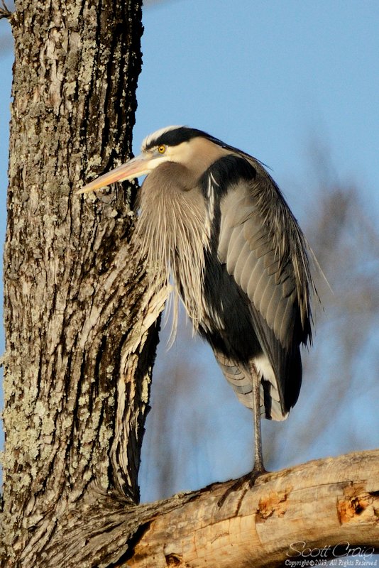 heron4.jpg