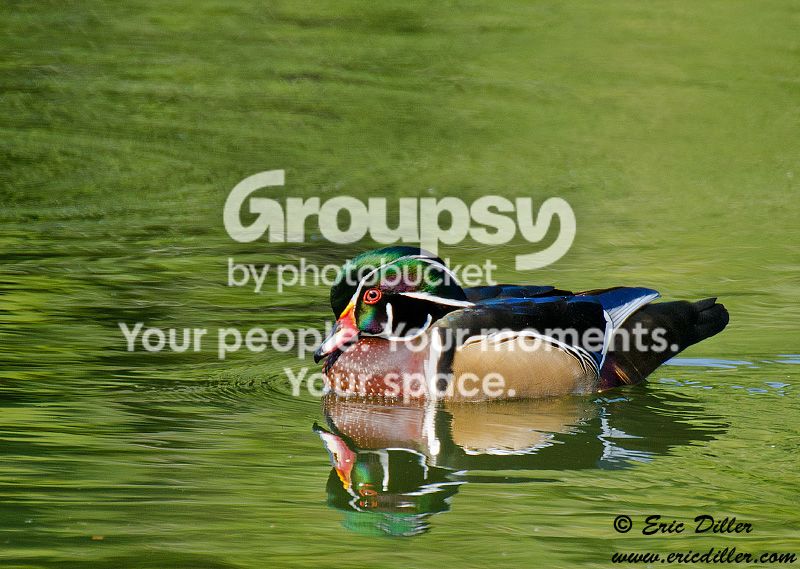 _ECD1016copy800.jpg