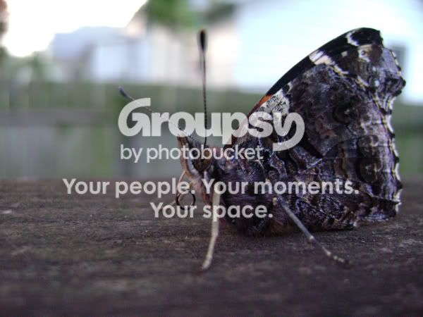 Moth.jpg