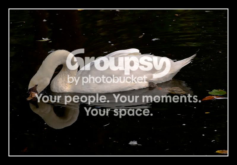 swan.jpg