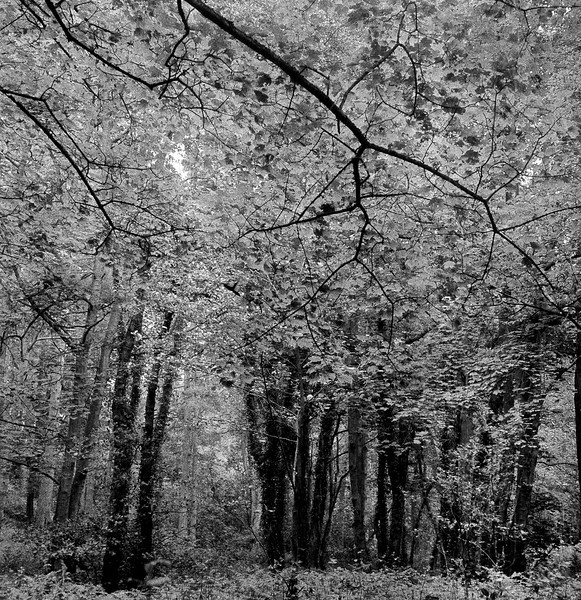 img028-L.jpg