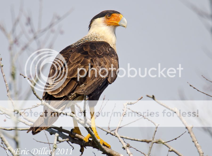 _ECD0262-copy800.jpg