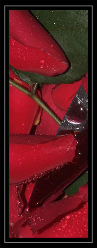 rose04.jpg