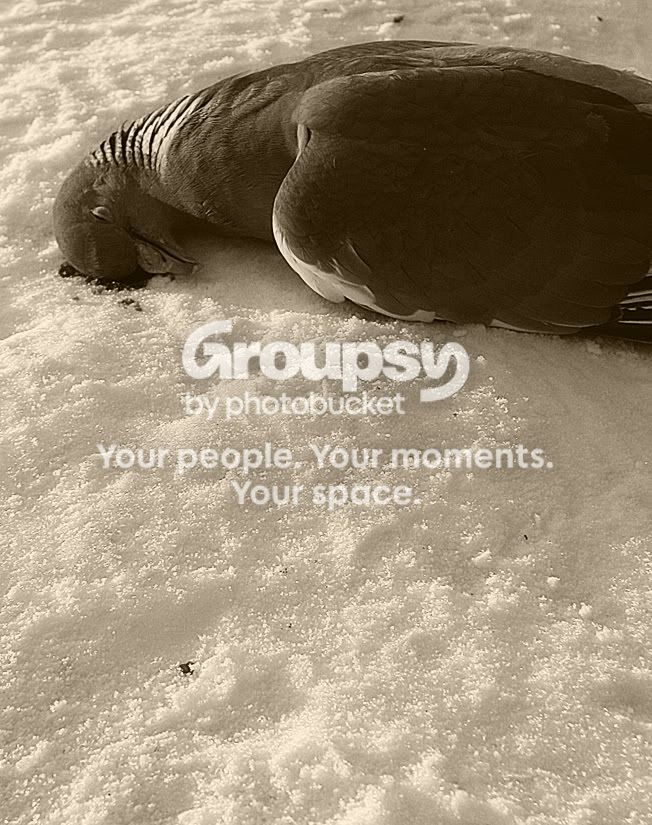pigeon4.jpg