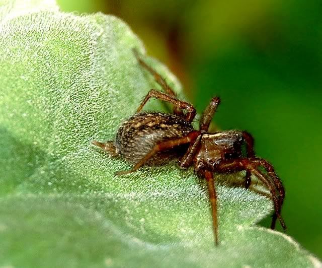 spider53.jpg