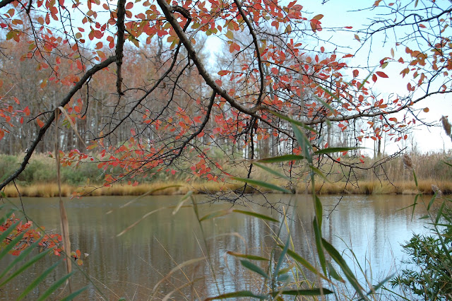 DSC_2217.JPG
