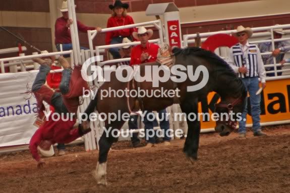 Stampede14.jpg