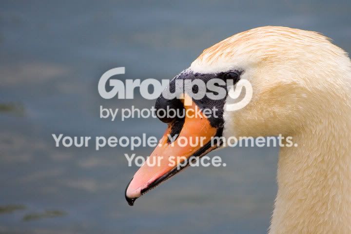 swan_PP.jpg