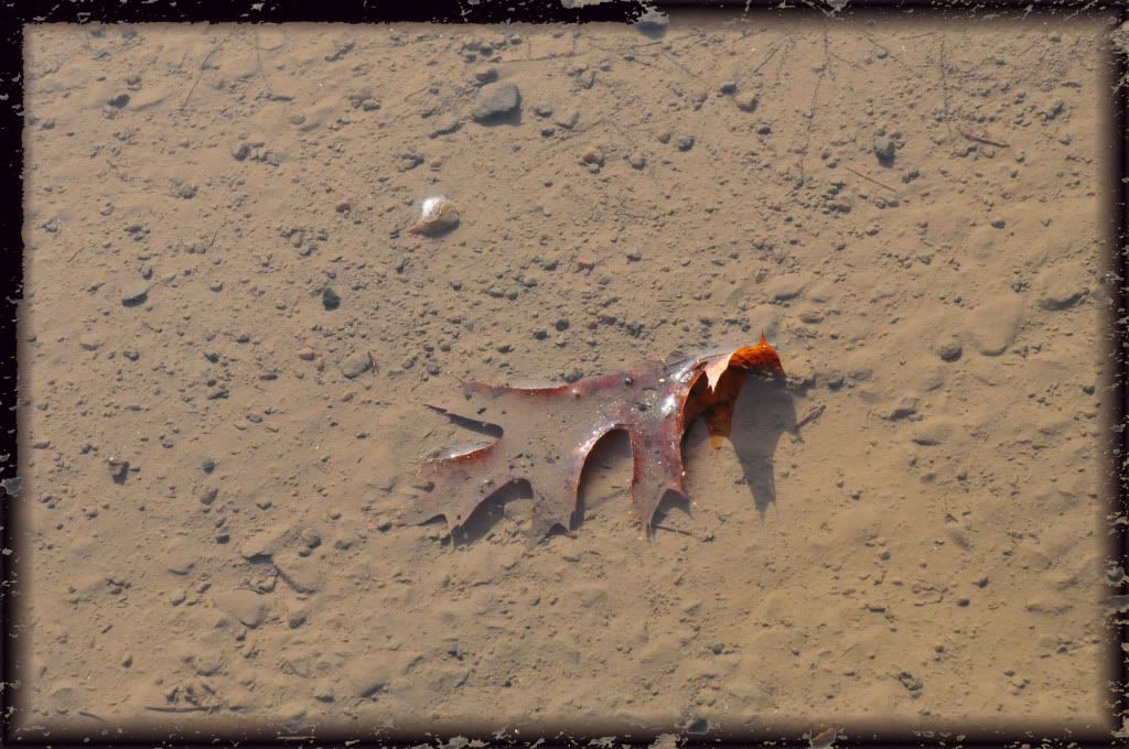 DSC_0170.jpg
