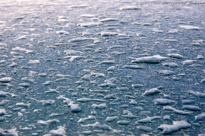 frost080106_01.jpg
