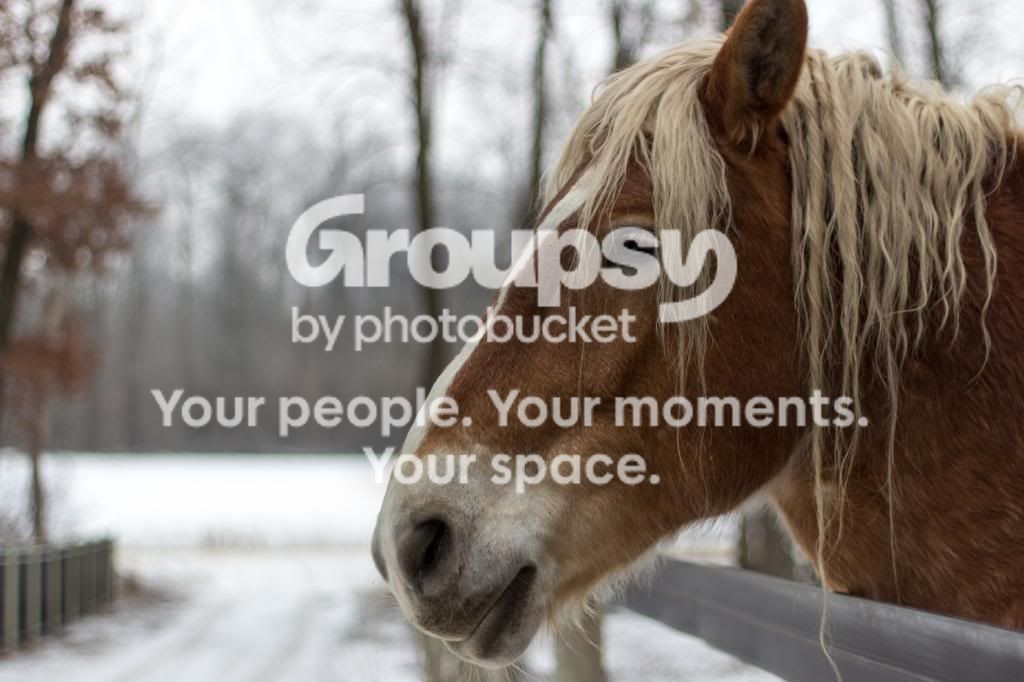 Horses-2_zps6ac8eb4c.jpg