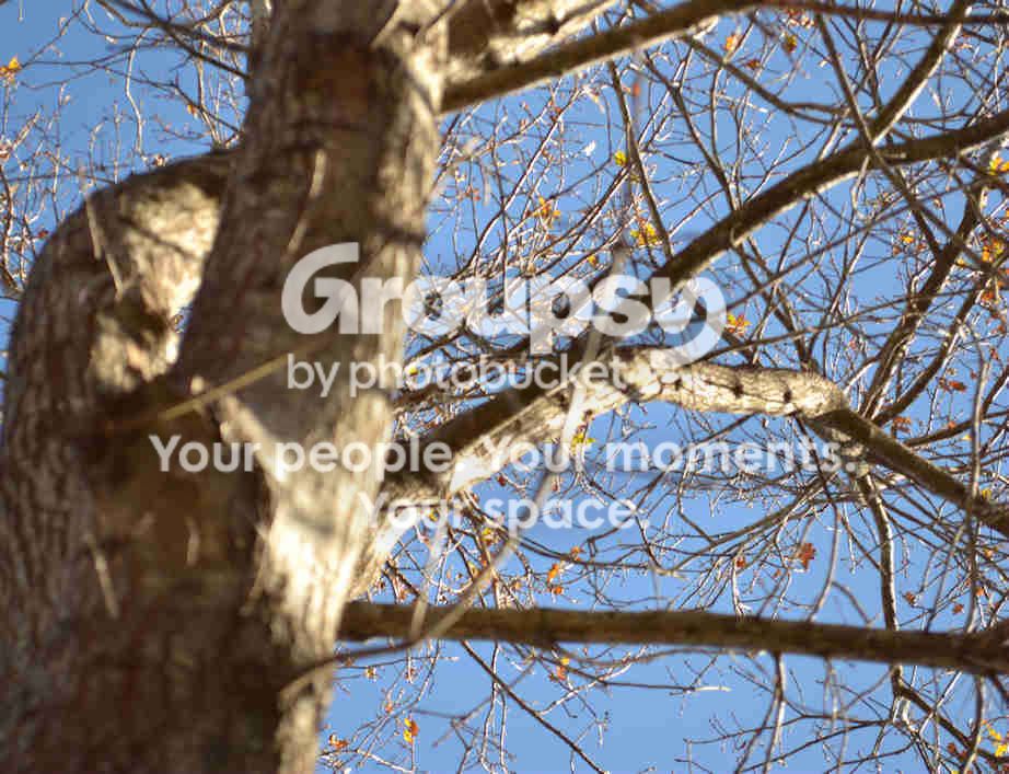 treetrunk.jpg