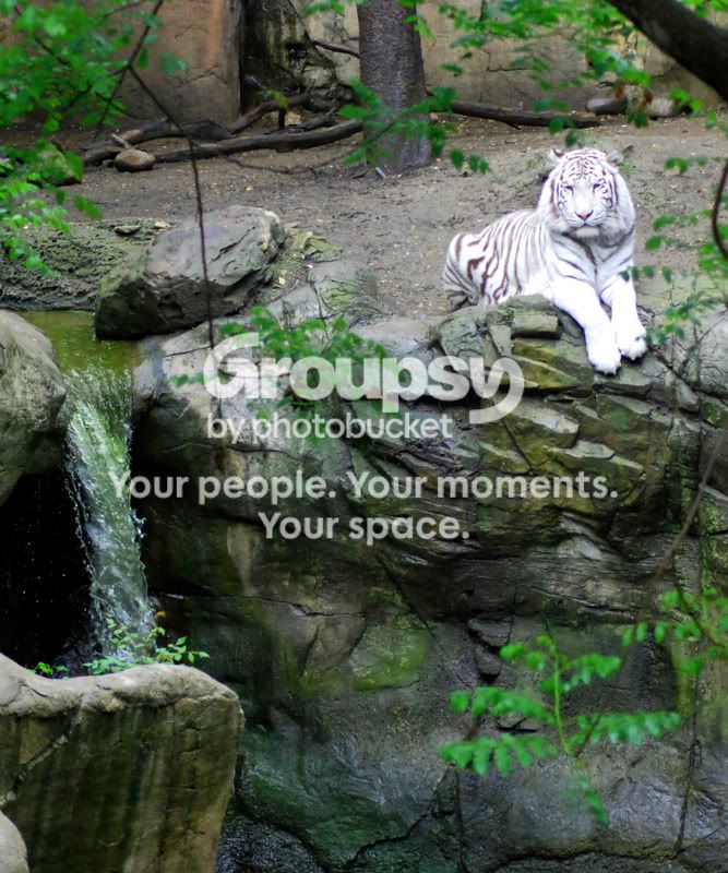 WhiteTigerWaterfall.jpg
