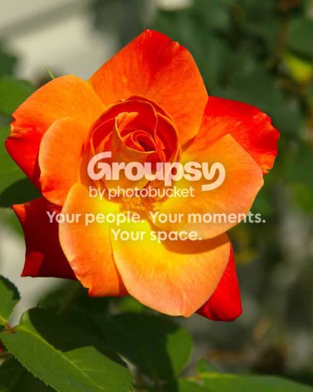 DSC04790HLCrop.jpg