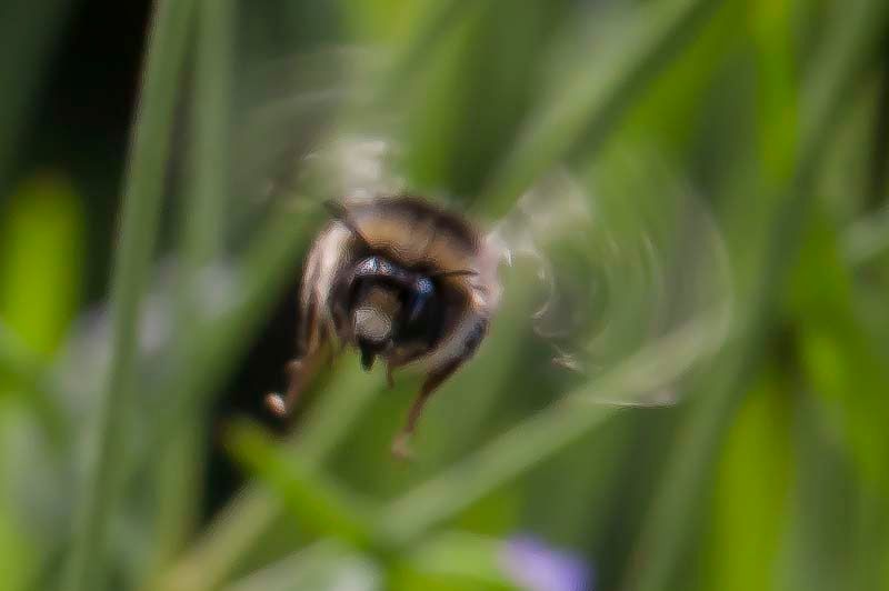 Bees-2.jpg