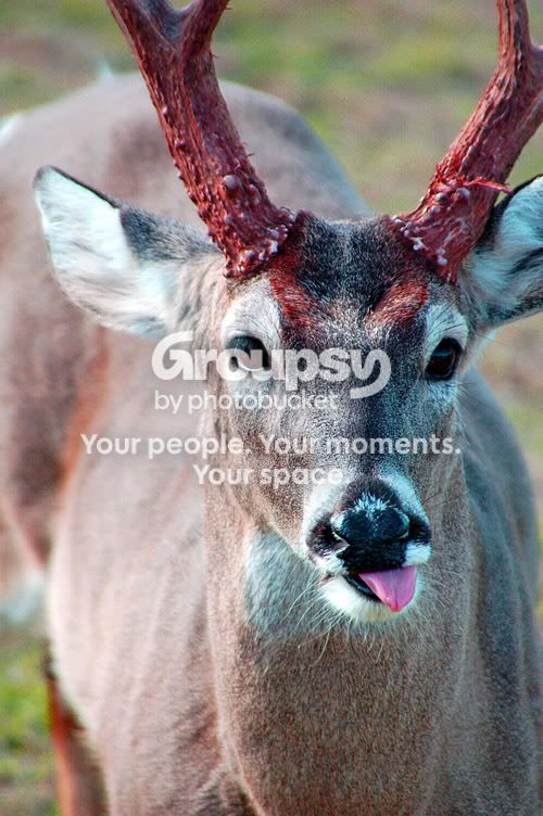 Deertounge1-1.jpg