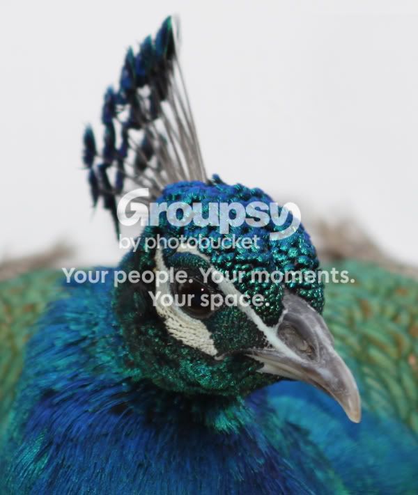 PeacockatGanChayotheadcrop.jpg