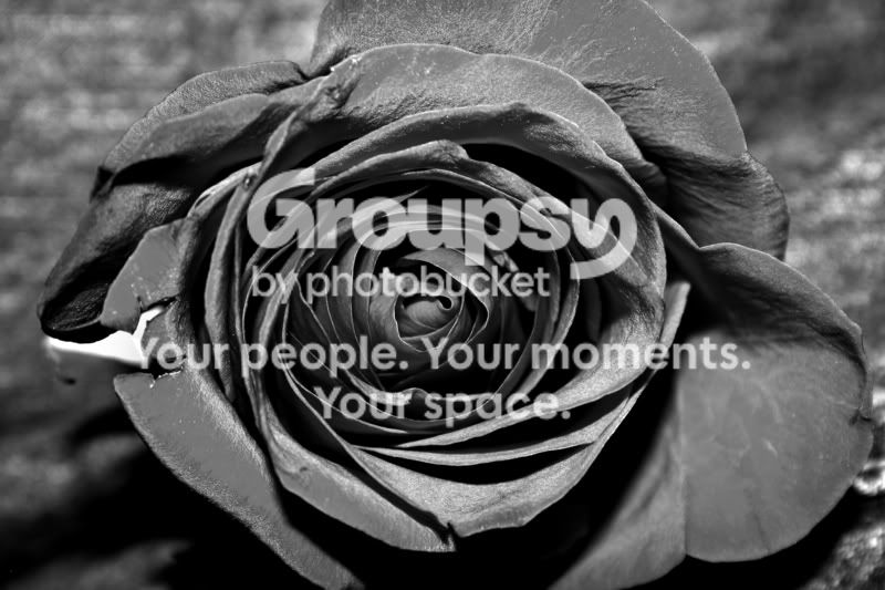 Rose1.jpg